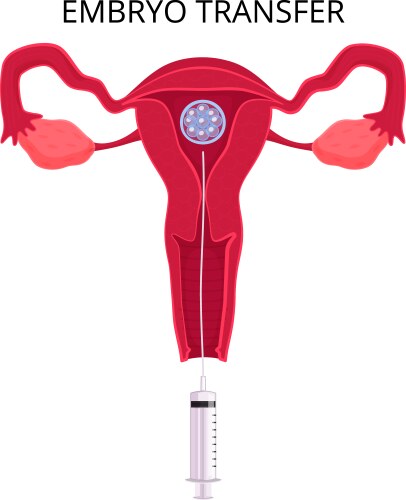 Embryo Vector Images Over 9 600