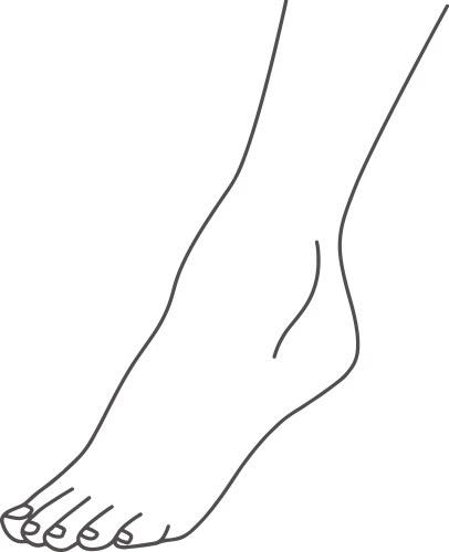 female foot leg standing on toes line drawing vector