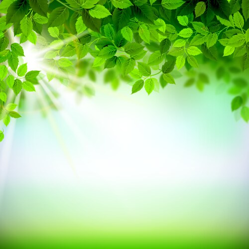 Branch with fresh green leaves Royalty Free Vector Image