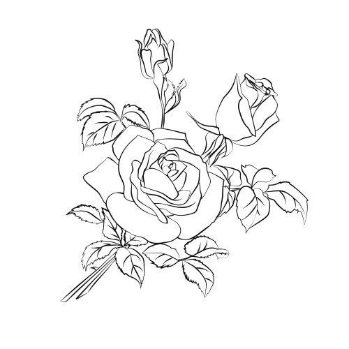 Elegant Rose Sketch Vector Image