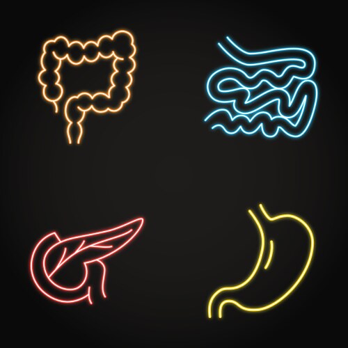 Digestive System Neon Icon Set Vector Image