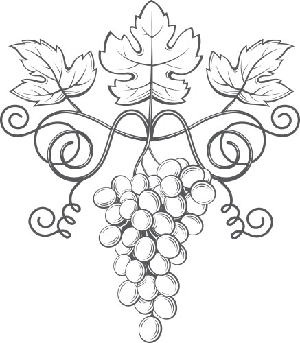 Hand drawn bunch of grapes fruit vineyard wine Vector Image