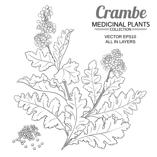 Crambe Plant - Botanical Vector Image