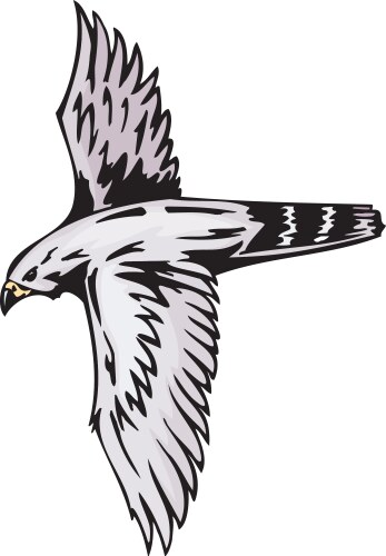 Predatory birds Vector Image
