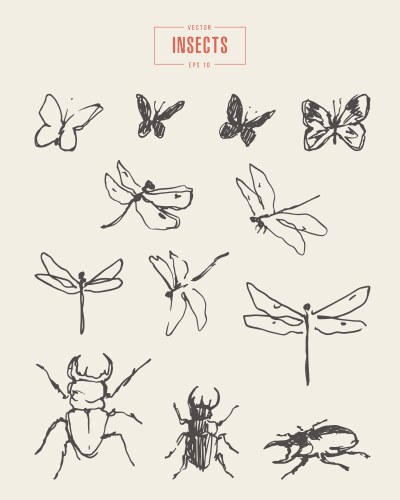 Hand Drawn Insects Sketch Collection Vector Image