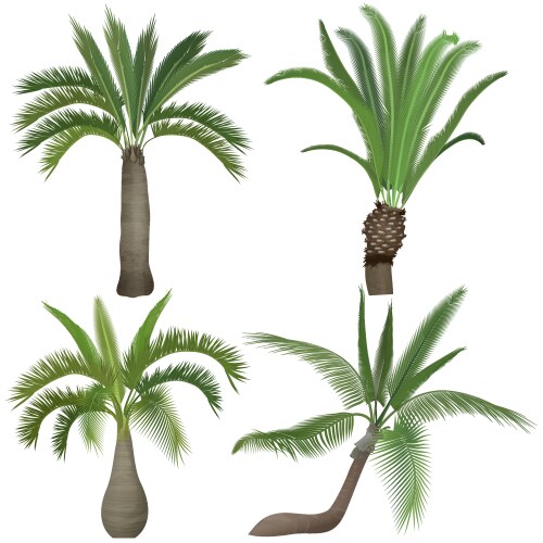 Tropical Palm Tree Collection Vector Image