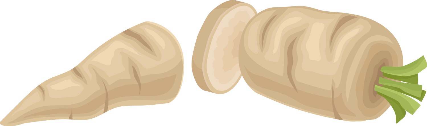 Parsnip root cut into two halves item vector image