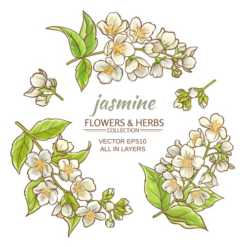 Jasmine flowers wreath Royalty Free Vector Image