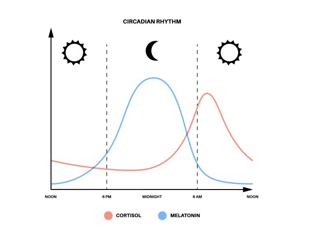Circadian Rhythm Sleep Cycle Royalty Free Vector Image