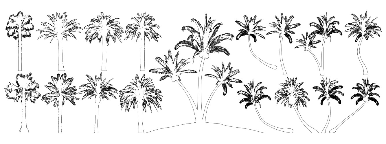 Palm trees contour set coconut tree date vector image