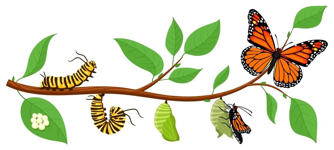 Butterfly life cycle cartoon caterpillar insects vector image