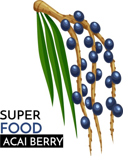 Acai palm euterpe oleracea Royalty Free Vector Image