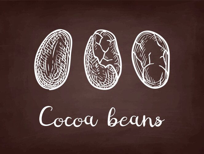 Chalk sketch of cocoa vector image