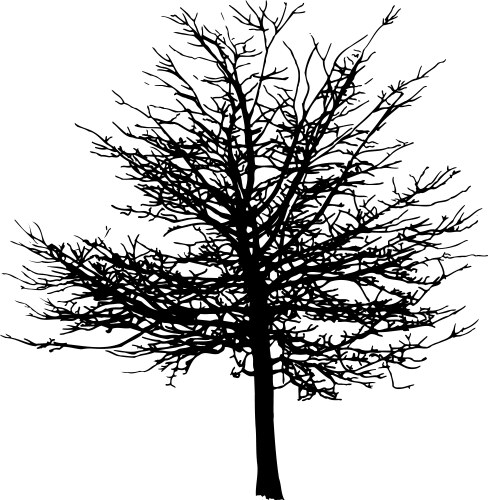 Detailed bare winter oak tree silhouette Vector Image