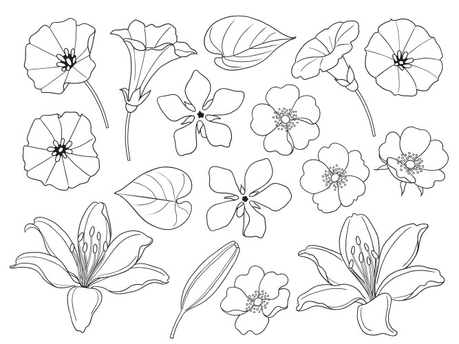 Simple Floral Set - Lily & Bindweed Vector Image