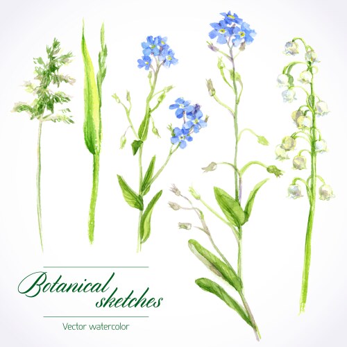 Botanical Watercolor Grass & Flower Sketches Vector Image