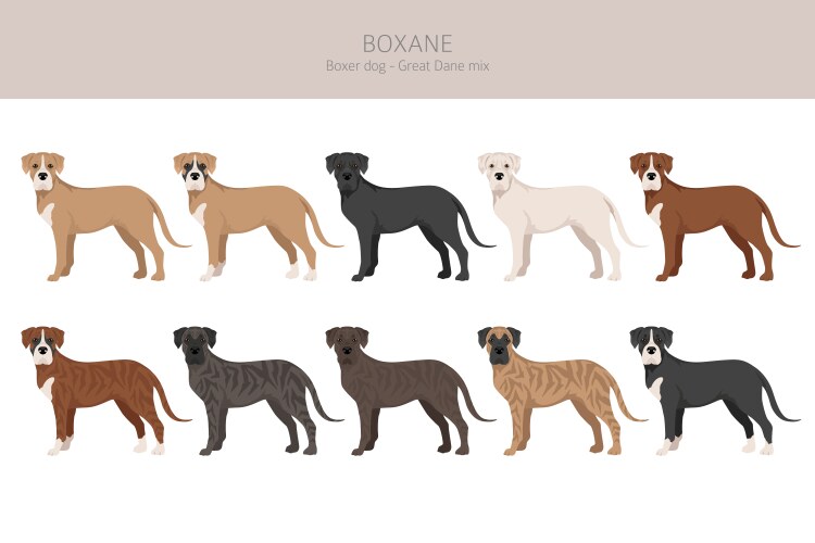 Boxane clipart boxer dog great dane mix different Vector Image