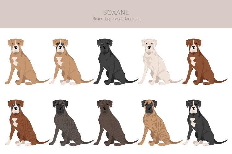 Boxane clipart boxer dog great dane mix different Vector Image