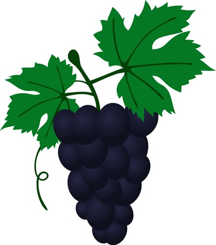 Flat design icon of grape in ui colors vector image