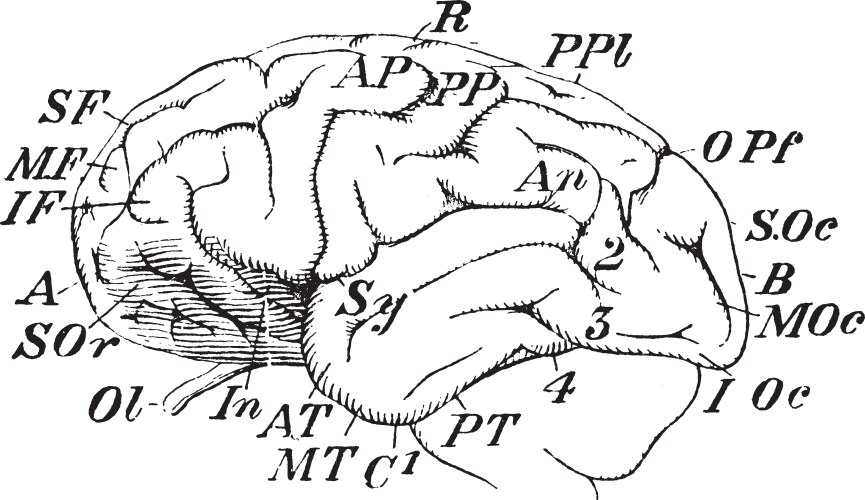 Vintage Chimpanzee Brain Anatomical Drawing Vector Image