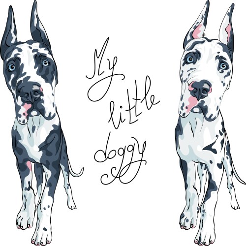 Adorable Spotted Great Dane Puppy Vector Image