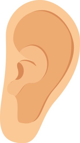 Human Ear Anatomy Royalty Free Vector Image - VectorStock