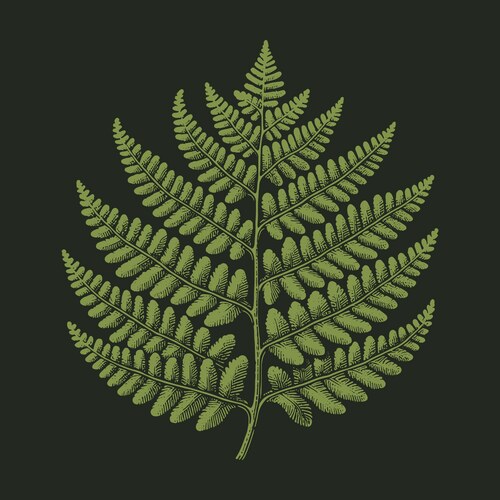 Detailed Fern Leaf Botanical Vector Image