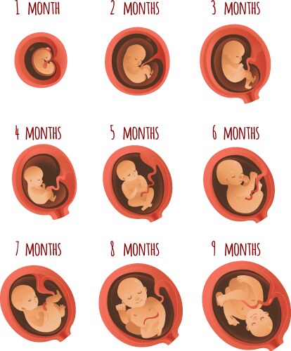 Fetal Development: Pregnancy Stages Royalty Free Vector