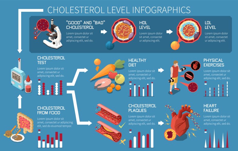 cholesterol level infographics vector image