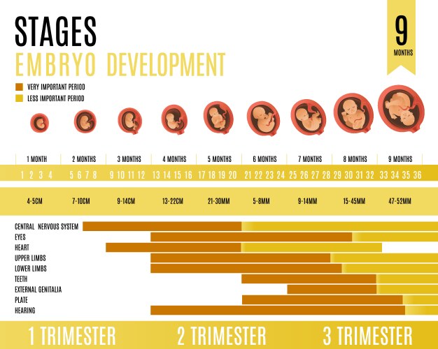 Development of the human embryo Royalty Free Vector Image