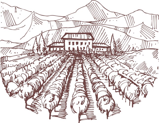 Vineyard Landscape Drawing Vector Image