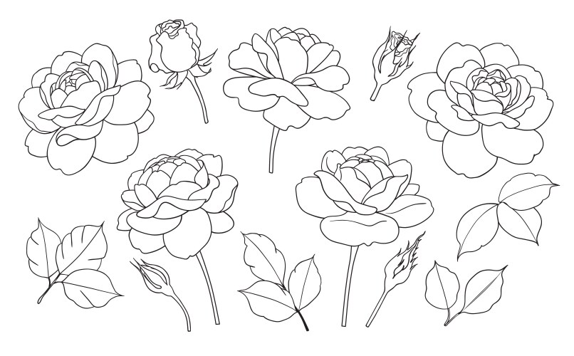 Rose Tattoo Stencil Vector Images (over 940) rose-tattoo-stencil-vector-images-over-940