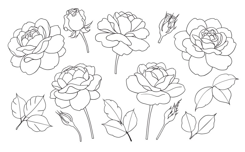 contoured simple rose flowers buds and leaves set vector image