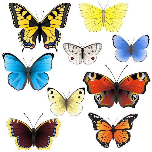 Detailed Butterfly Collection Vector Image