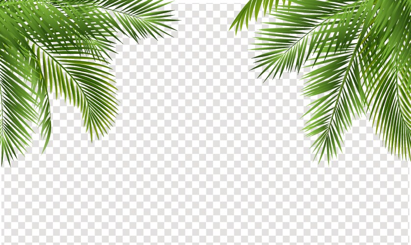 Palm tree branch border with white background Vector Image