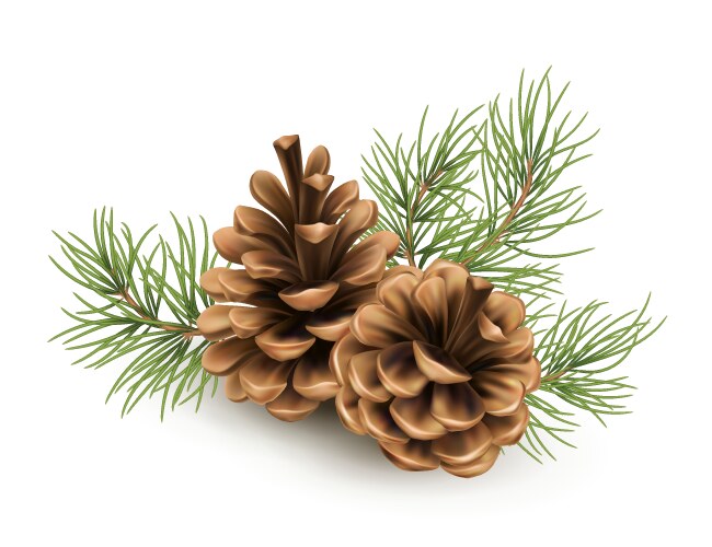 pine cone with a branch spruce needles isolated vector image vector image