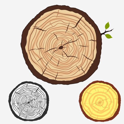 Cross section of tree stump or trunk wood cut Vector Image