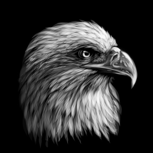 Eagle black and white Vector Images & Graphics for Commercial Use ...