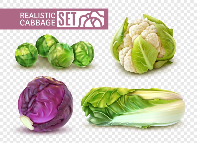 Fresh cabbage with roots Royalty Free Vector Image