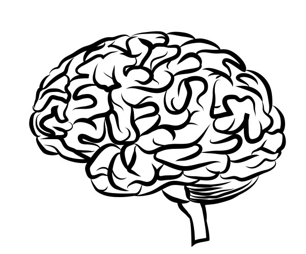 Human brain side view Royalty Free Vector Image
