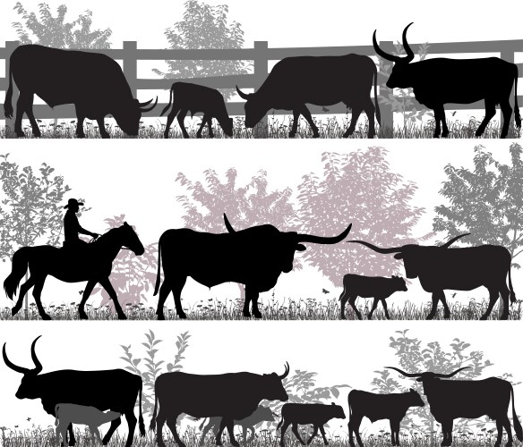 texas longhorn cattle vector image vector image