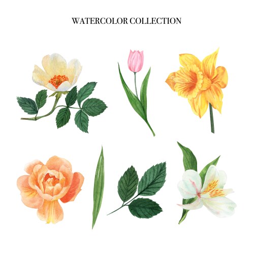 Leaves and floral watercolor elements set hand vector image