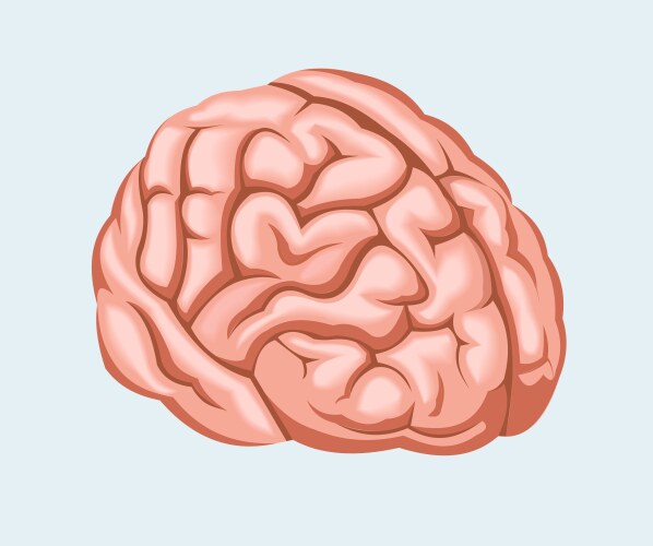 Human brain cartoon isolated Royalty Free Vector Image