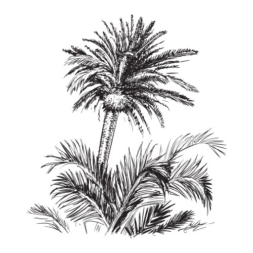 hand drawn sketch palm tree vector image