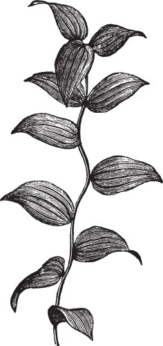 Vintage Asparagus Fern Engraving Vector Image