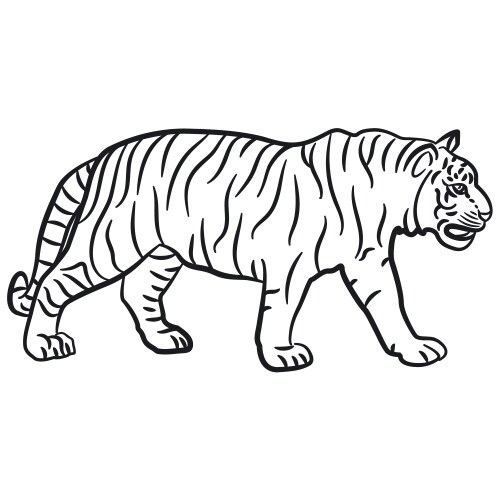 walking tiger vector image