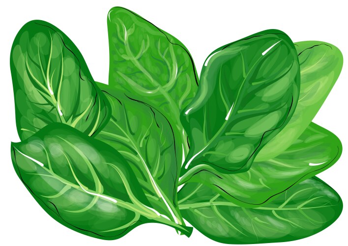 Spinach leaves icon cartoon style Royalty Free Vector Image