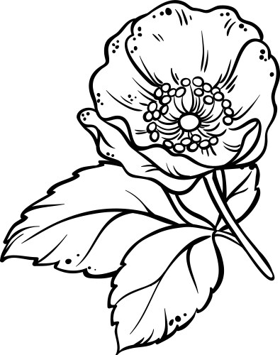 Dog rose branch colored detailed Vector Image