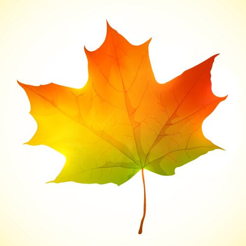 Realistic red maple leaf Royalty Free Vector Image