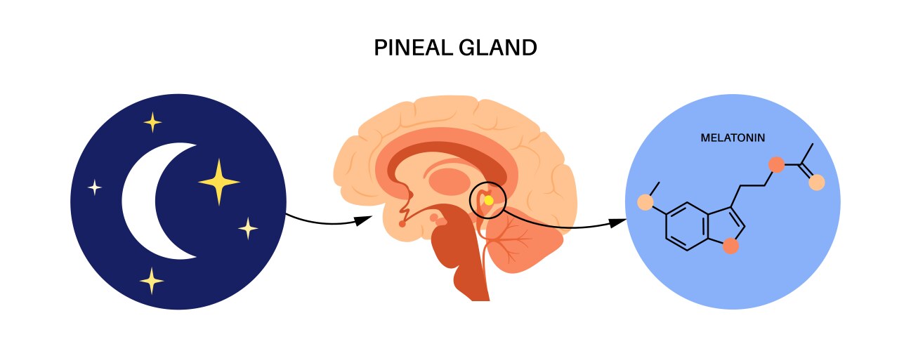 Sleep wake cycle Royalty Free Vector Image - VectorStock